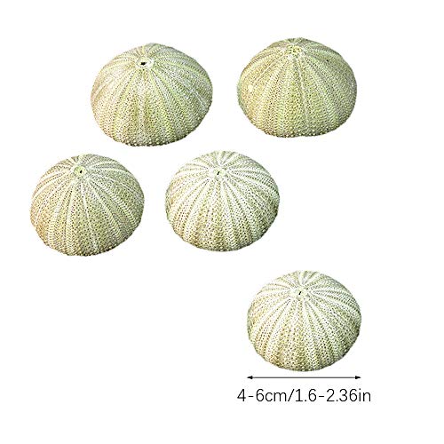 ZZM Conchas de Erizo de mar Natural, Caja de Reptiles Conchas Marinas acuarios de Bricolaje Decoraciones de jardinería Adornos fotográficos para Plantas de Aire, Medusas