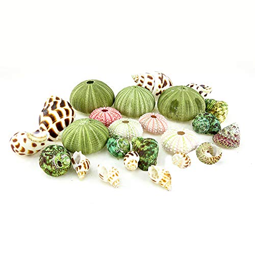 ZZM Conchas de Erizo de mar Natural, Caja de Reptiles Conchas Marinas acuarios de Bricolaje Decoraciones de jardinería Adornos fotográficos para Plantas de Aire, Medusas