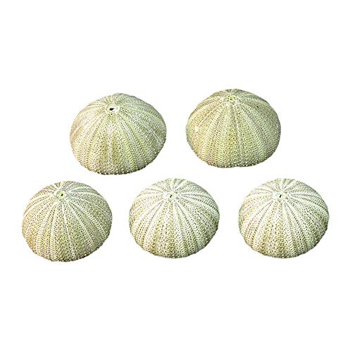 ZZM Conchas de Erizo de mar Natural, Caja de Reptiles Conchas Marinas acuarios de Bricolaje Decoraciones de jardinería Adornos fotográficos para Plantas de Aire, Medusas