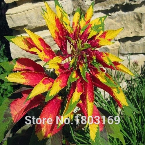 100 PC / bag, semillas Poinsettia, Euphorbia pulcherrima, plantas en maceta, épocas de siembra, plantas con flores