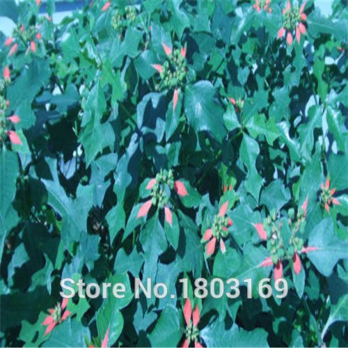 100 PC / bag, semillas Poinsettia, Euphorbia pulcherrima, plantas en maceta, épocas de siembra, plantas con flores