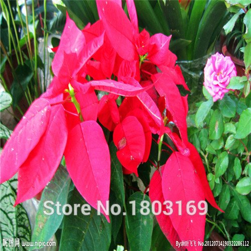 100 PC / bag, semillas Poinsettia, Euphorbia pulcherrima, plantas en maceta, épocas de siembra, plantas con flores