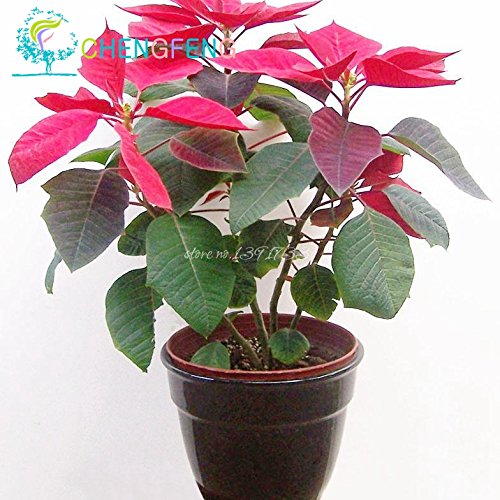 100 semillas / pack Semillas Poinsettia pulcherrima del euforbio plantas en maceta de Bonsai Plantación Planta Florida Buauty cuatro estaciones Jardín
