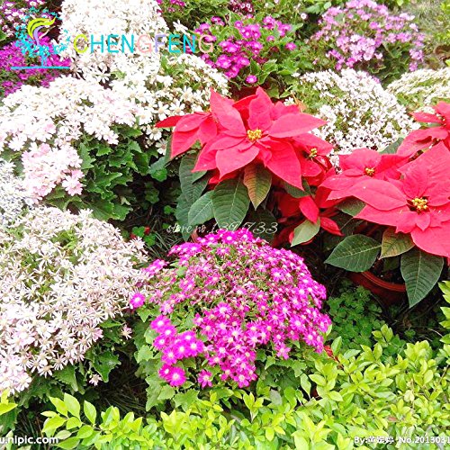 100 semillas / pack Semillas Poinsettia pulcherrima del euforbio plantas en maceta de Bonsai Plantación Planta Florida Buauty cuatro estaciones Jardín