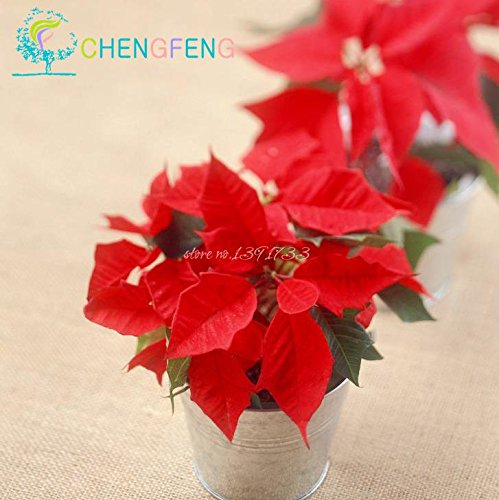 100 semillas / pack Semillas Poinsettia pulcherrima del euforbio plantas en maceta de Bonsai Plantación Planta Florida Buauty cuatro estaciones Jardín