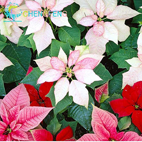 100 semillas / pack Semillas Poinsettia pulcherrima del euforbio plantas en maceta de Bonsai Plantación Planta Florida Buauty cuatro estaciones Jardín