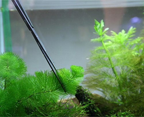 3 en 1 Acero Inoxidable Aquarium Tank Pinzas Tijeras Espátula Juego de herramientas para Acuario Plantas