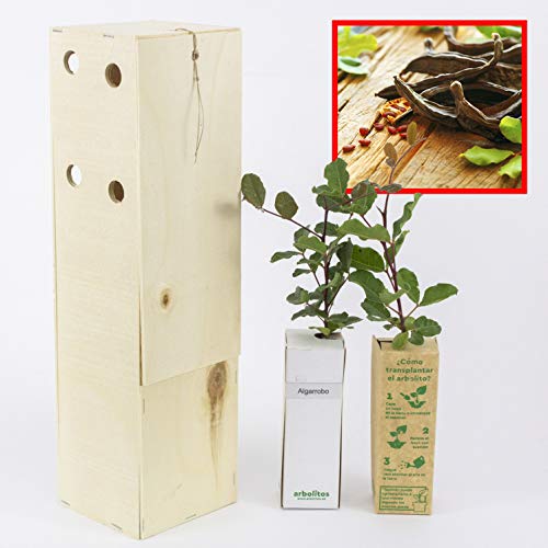 ALGARROBO. Arbolito de pequeño tamaño en caja de madera. Alveolo forestal (2)