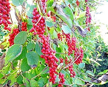 ASTONISH SEEDS: El jardín de DIY Semillas de Plantas de 200 e Magnolia, semillas (frutos comestibles) envío gratuito