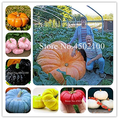 Bloom Green Co. 50 Unids/Bolsa Calabaza Bonsai, Verduras Grandes OrgÃ¡nicas, Alimentos Ricos Nutrientes No Gmo Comestibles Bonsai Plantas De Semillas Para El Hogar & amp; JardÃ­n: 5