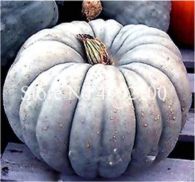 Bloom Green Co. 50 Unids/Bolsa Calabaza Bonsai, Verduras Grandes OrgÃ¡nicas, Alimentos Ricos Nutrientes No Gmo Comestibles Bonsai Plantas De Semillas Para El Hogar & amp; JardÃ­n: 5