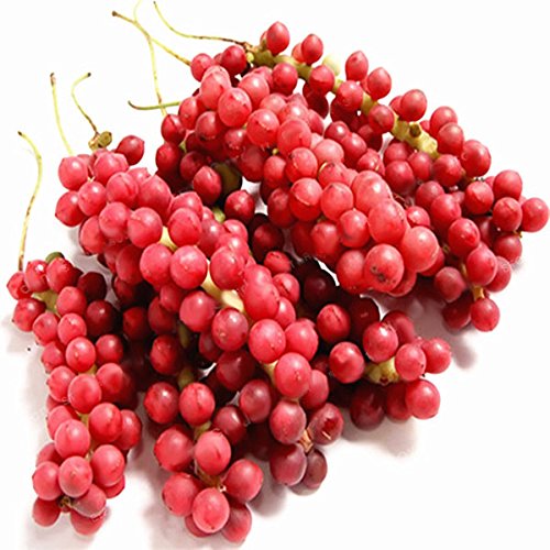 CER0T Semillas Egrow 100 piezas/paquete Schisandra china Magnolia Vine comestible de semillas del árbol frutal Jardín Plantas de bricolaje