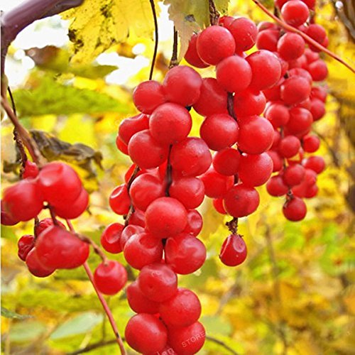 CER0T Semillas Egrow 100 piezas/paquete Schisandra china Magnolia Vine comestible de semillas del árbol frutal Jardín Plantas de bricolaje