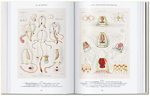 Ernst Haeckel – 40Th Anniversary Edition