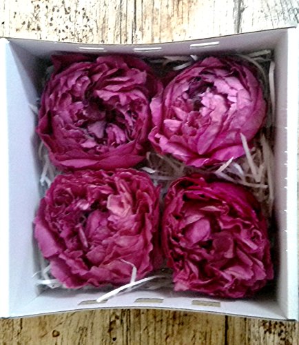 Flores Frescas Online Peonias Preservadas Grandes Burdeaux 4 Unidades Portes Gratis