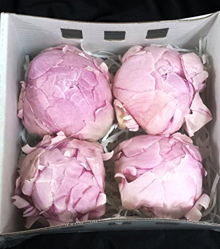 Flores Frescas Online Peonias Preservadas Grandes Rosas 4 Unidades Portes Gratis
