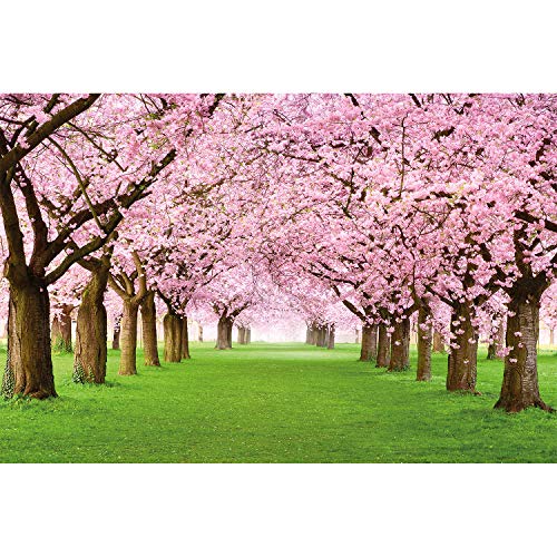 GREAT ART Mural De Pared – Mural De Flor De Cerezo –Flores Primavera Jardín Planta Bosque Parque Naturaleza para Florecer Árbol Avenida Foto Tapiz Y Decoración (210x140 Cm)