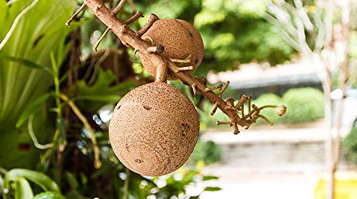 Indigo Herbs Nueces de Brasil Orgánicas 1kg