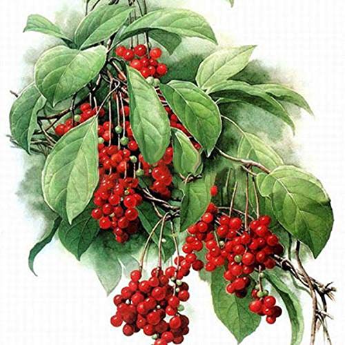 KINGDUO Egrow 100Pcs/Pack Schisandra Semillas De Magnolia China Jardín Comestible Fruta Árbol Semilla DIY Plantas De Vid