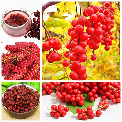 KINGDUO Egrow 100Pcs/Pack Schisandra Semillas De Magnolia China Jardín Comestible Fruta Árbol Semilla DIY Plantas De Vid