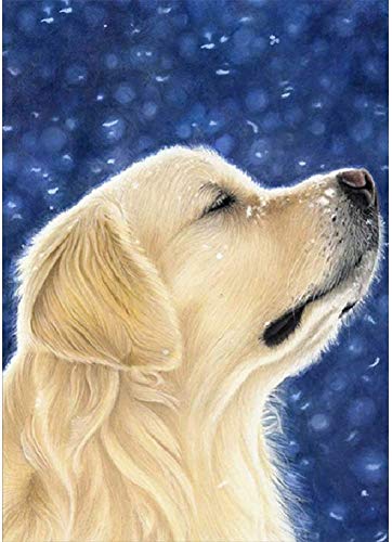 Kit de pintura de diamante redondo 5D para adultos con diseño de perro de Golden Retriever para decoración de pared, 30 x 40 cm