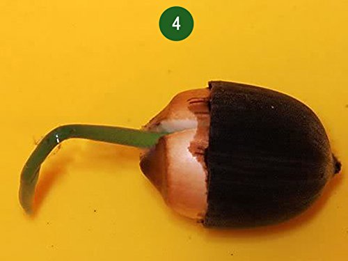 Liveseeds - Bonsai Lotus / Bowl Pond Lotus / Flor de lirio de agua / Rosa claro 5 Semillas
