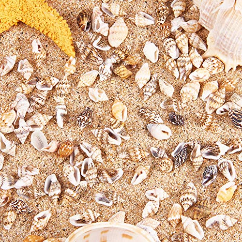 P Prettyia 1 Caja Mini Pequeñas Conchas de Mar Naturales Grandes Acentos para Fabricación de Velas