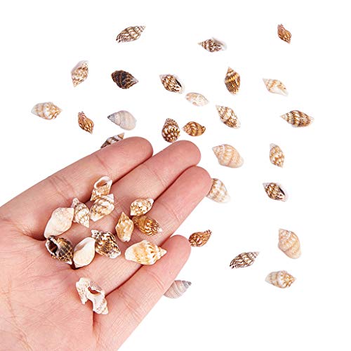 P Prettyia 1 Caja Mini Pequeñas Conchas de Mar Naturales Grandes Acentos para Fabricación de Velas