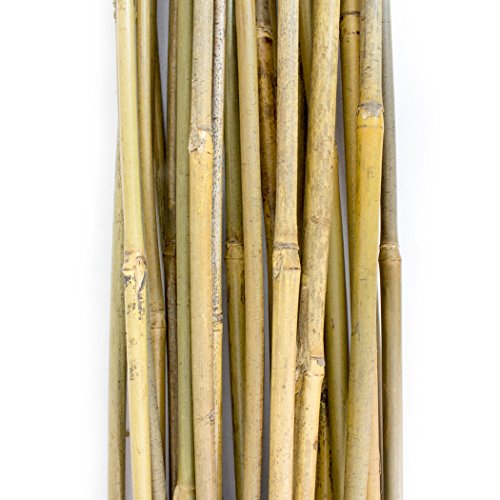 PLANT !T 10-480-055 Estacas de bambú, Paquete de 25 Unidades, Beige, 95x3x6 cm