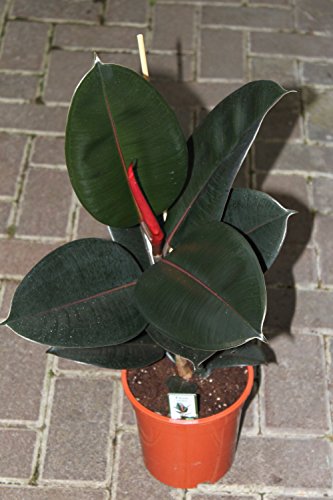 Planta de interior - Planta para el hogar o la oficina - El baniano o higuera de Bengala - Caucho - de unos 50 cm