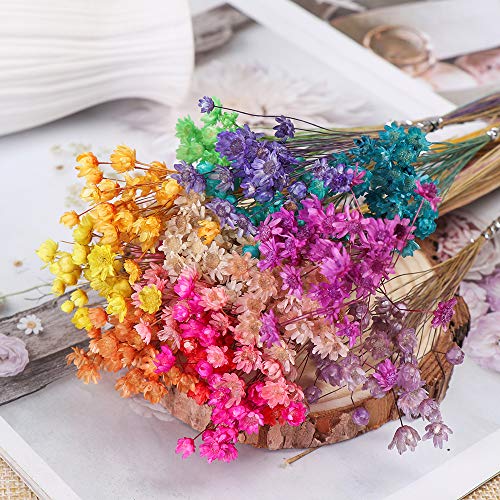 Ramo de flores secas decorativas, mini margaritas pequeñas, ramo de flores naturales para preservar flores para decoración del hogar de boda rosa