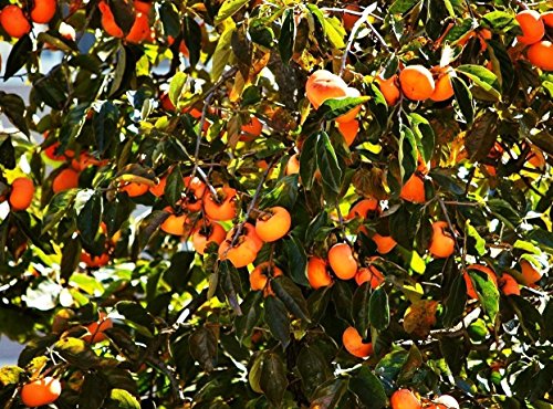 RWS 10 semillas Diospyros kaki, caqui, caqui, ciruela kaki, nuevo envío llegaron en 2017