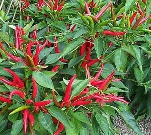 Semillas de guindilla 10 suave - CHILLIESontheWEB Poinsettia