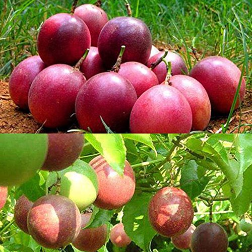Semillas de maracuyá 2017 Professional Purple 10Pcs / Pack Garden Passiflora Edulis