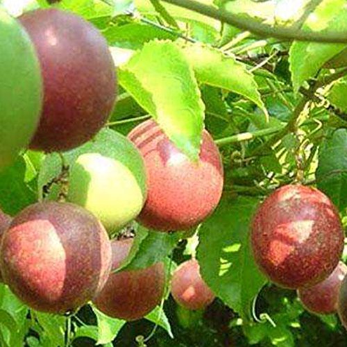 Semillas de maracuyá 2017 Professional Purple 10Pcs / Pack Garden Passiflora Edulis