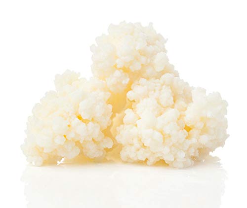 10 g de Kombuchaorganic® Granos de leche cruda orgánica certificada en vivo - Granos de kéfir de leche de vaca alimentados con hierba