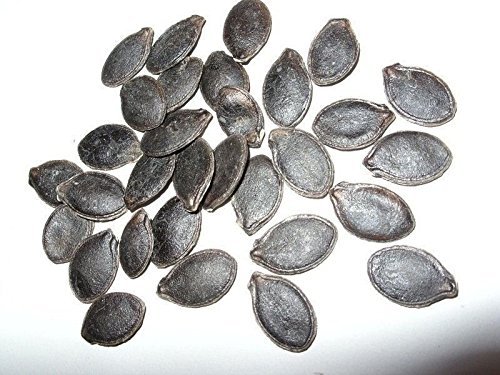 10 Semillas de aleta de tiburón - Squash/melón, Gom Semillas bo - aka, Malabar calabaza, melón de siete años
