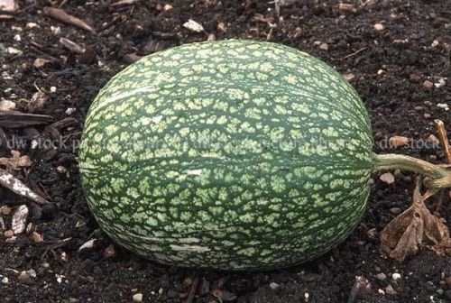 10 Semillas de aleta de tiburón - Squash/melón, Gom Semillas bo - aka, Malabar calabaza, melón de siete años
