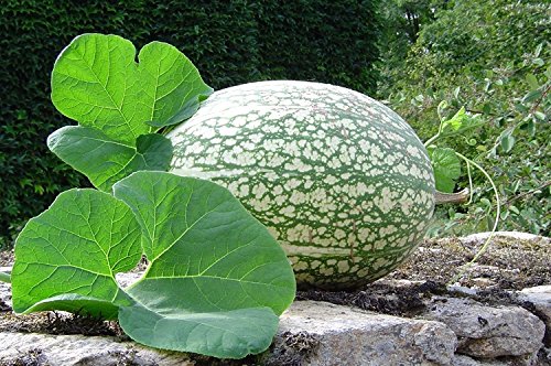 10 Semillas de aleta de tiburón - Squash/melón, Gom Semillas bo - aka, Malabar calabaza, melón de siete años