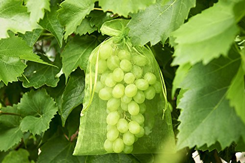 20 Bolsas Protectoras de Uvas, Tamaño: 40x30cm, Color: Verde, con Cordón Corredizo, Bolsa Organza para Protección Contra Mordeduras de Avispas, Aves, mosca Drosophila suzukii y Otros Insectos