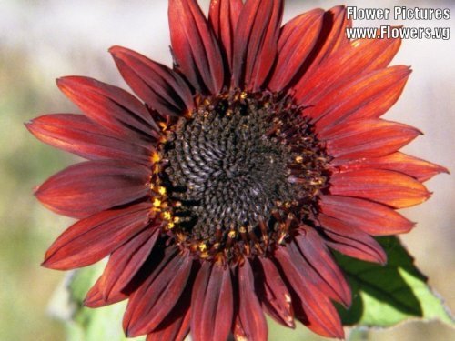 25 ROJO de Semillas QUEEN GIRASOL Helianthus annuus de flores