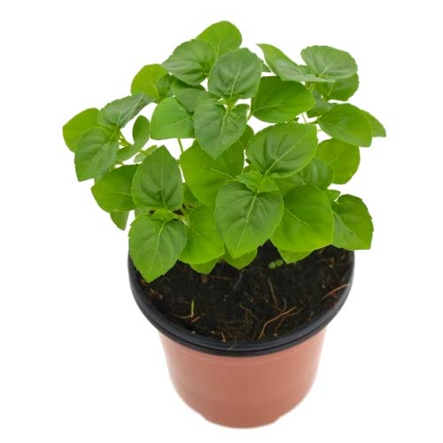 Albahaca Perenne 10cm Ocimum Gratissimum Albahaca de Clavo Planta Aromática y Culinaria