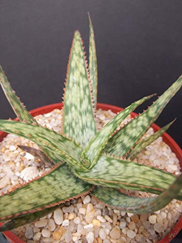 Aloe cultivar tiburón Dios, exótica Sudáfrica rara semilla bonsai suculenta 10 semillas
