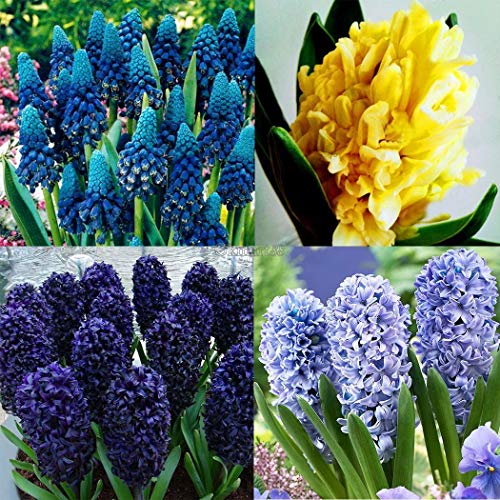 Go Garden La luz Azul 50Pcs / Bolsa: 50/100 Piezas de Colores Flor del Jacinto de Plantas Semillas Bulbo Semilla Inicio bricojardÃ­n Ok
