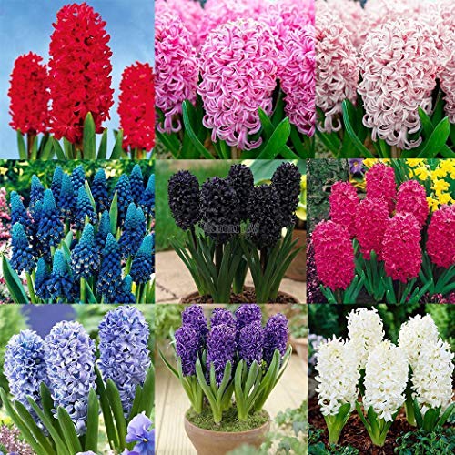 Go Garden La luz Azul 50Pcs / Bolsa: 50/100 Piezas de Colores Flor del Jacinto de Plantas Semillas Bulbo Semilla Inicio bricojardÃ­n Ok