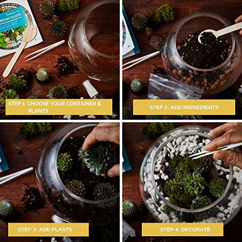 Kit de terrario para plantas suculentas y cactus. Incluye tierra de cactus, musgo, grava y guía paso a paso