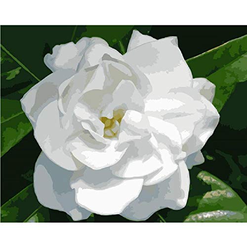 Kpoiuy Pintura por NúMeros DIY Glamorosa Flor De Gardenia Blanca Lienzo DecoracióN De Boda Arte Imagen Regalo 40 * 50 CM Sin Marco De Imagen