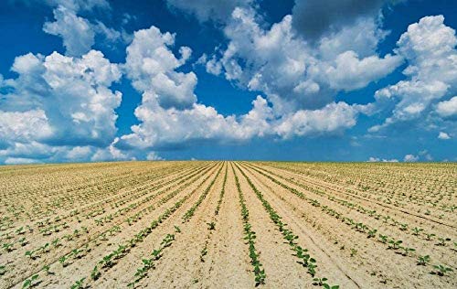 MGE Puzzle 1000 Unidades Campo del arroz bajo el Cielo Azul y Nubes Blancas Acepta Personalizada