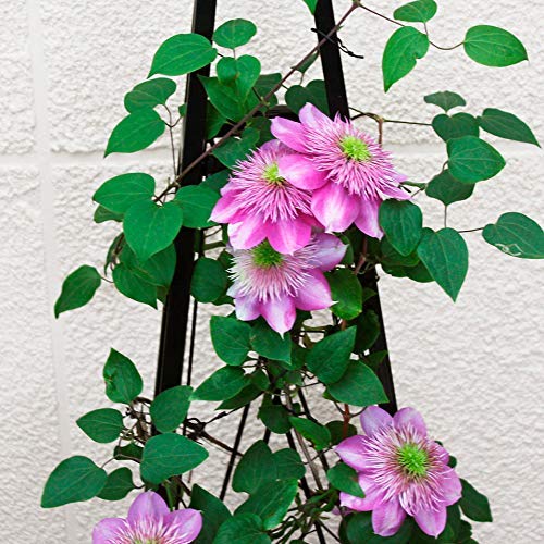Obelisco de jardín Soporte de flores de enrejado de metal para enredaderas y plantas, Estante de vid de flores para plantas de jardín Soporte de soporte de enrejado para macetas de escalada Suministro