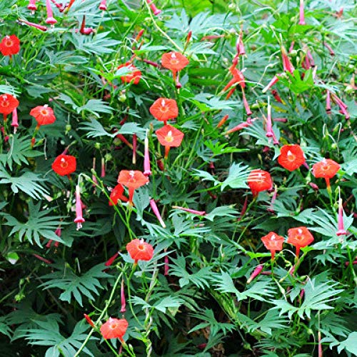 Promworld perennes Resistentes para balcón,Crisantemo-con Cuenca_20,000 Petunias,Flores Semillas Planta Bonsai